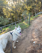 A white dog exploring the fynbos trail above Capri with a mountain view behind